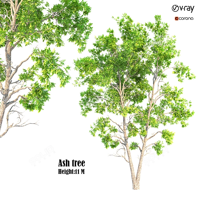 Ash Tree 07: 530,688 Polygons 3D model image 1