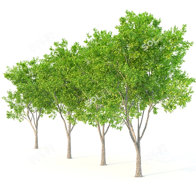 Ash Tree Woodcraft: 464,456 Polygons 3D model image 3