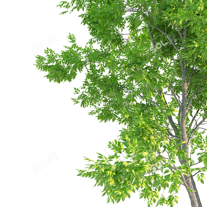 Ash Tree Woodcraft: 464,456 Polygons 3D model image 4