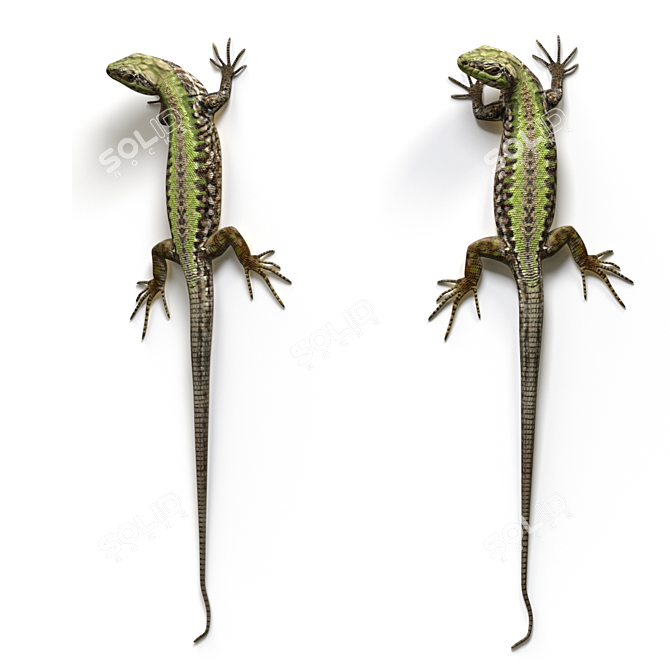 European Wall Lizard - 5 Dynamic Poses 3D model image 3