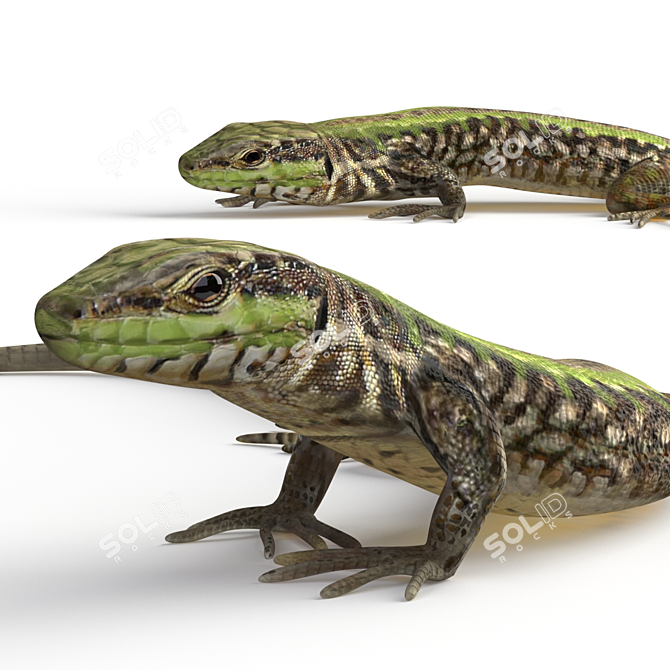 European Wall Lizard - 5 Dynamic Poses 3D model image 4