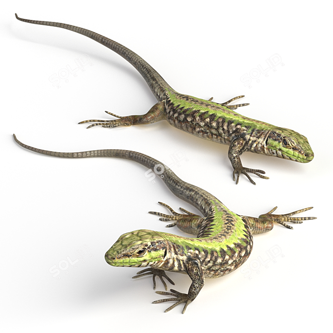 European Wall Lizard - 5 Dynamic Poses 3D model image 5