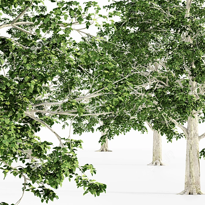 European Beech 5 Tree Set 3D model image 2