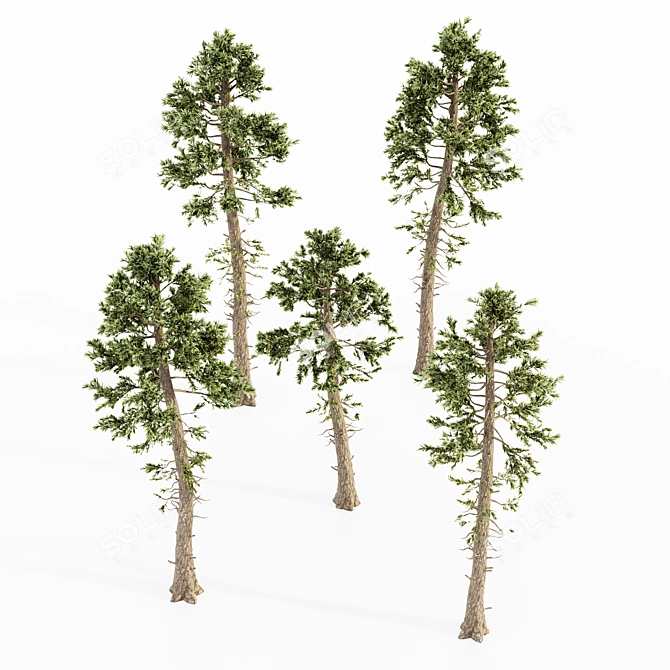 Douglas Fir 5 Tree Bundle: Forest Jungle Scene 3D model image 2