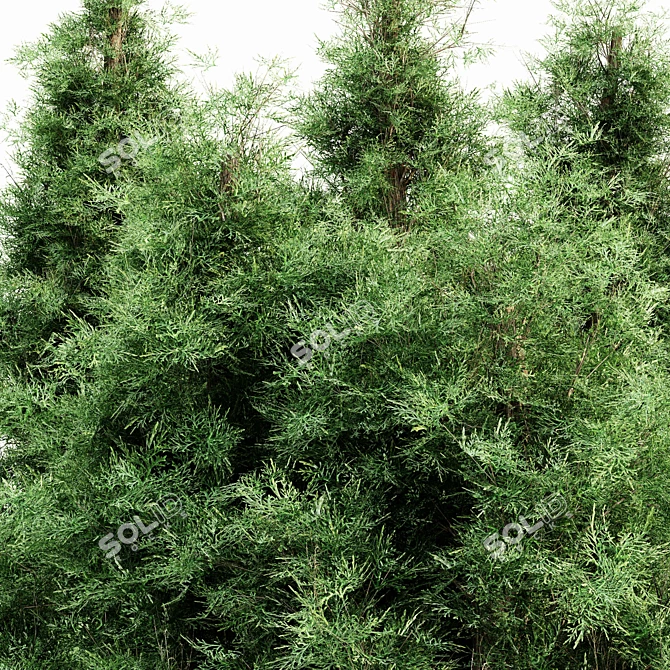  Majestic Forest: Eastern Red Cedar 5-Tree Scene 3D model image 3