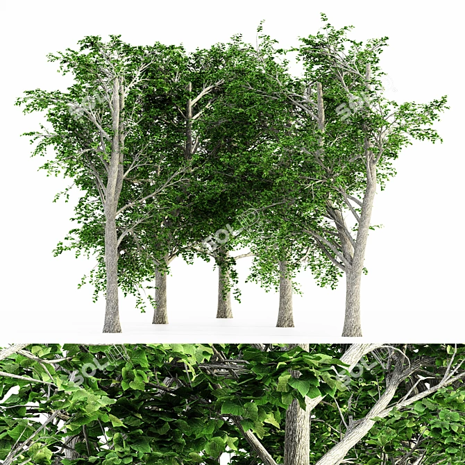 European Linden Grove - 5 Majestic Trees 3D model image 1