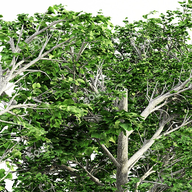 European Linden Grove - 5 Majestic Trees 3D model image 3