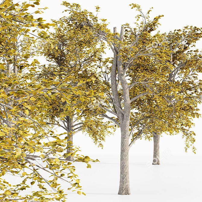 European Linden Fall Tree Set 3D model image 2