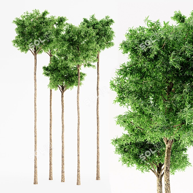 Lush Flooded Gum Tree Set 3D model image 1