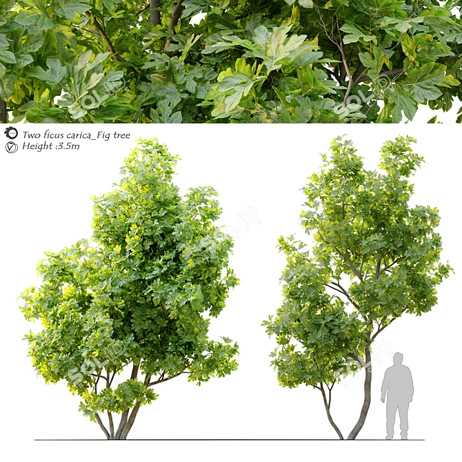 Edible Fig Tree - Ficus Carica 3D model image 1