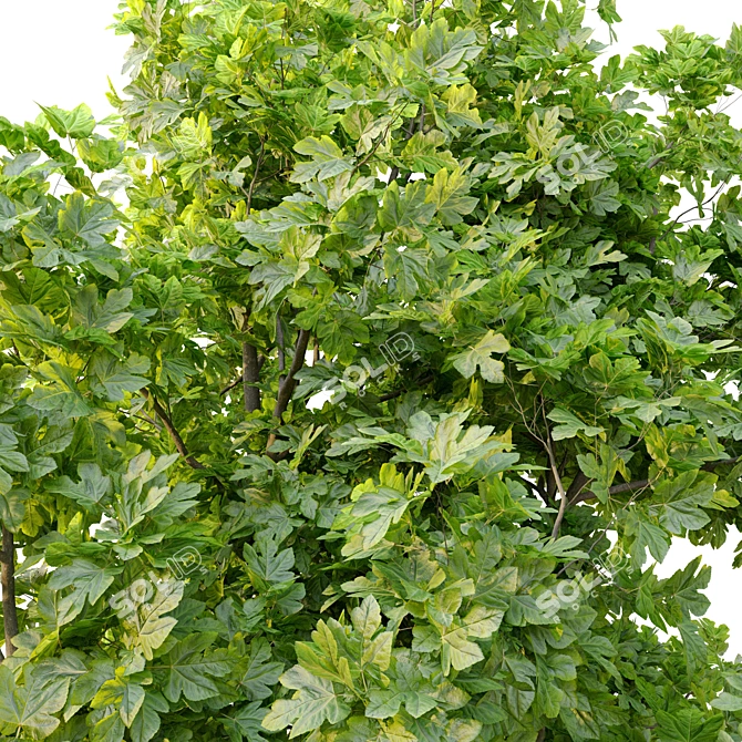 Edible Fig Tree - Ficus Carica 3D model image 3