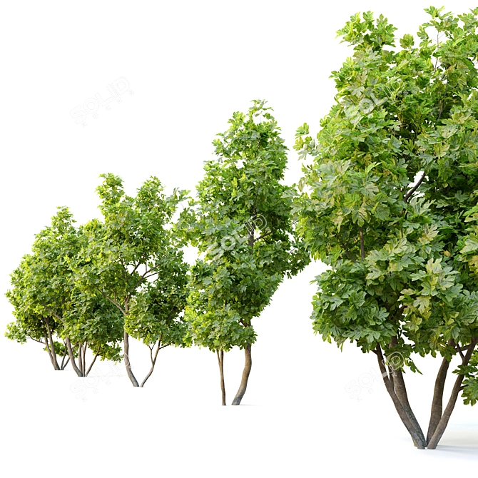 Edible Fig Tree - Ficus Carica 3D model image 4