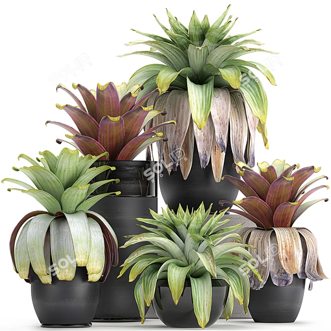 Exotic Plant Collection in Black Pots 3D model image 1