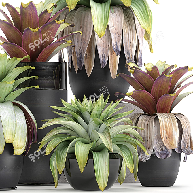 Exotic Plant Collection in Black Pots 3D model image 2