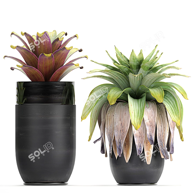 Exotic Plant Collection in Black Pots 3D model image 3