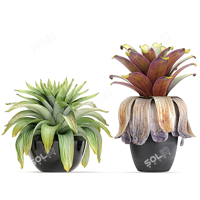 Exotic Plant Collection in Black Pots 3D model image 4