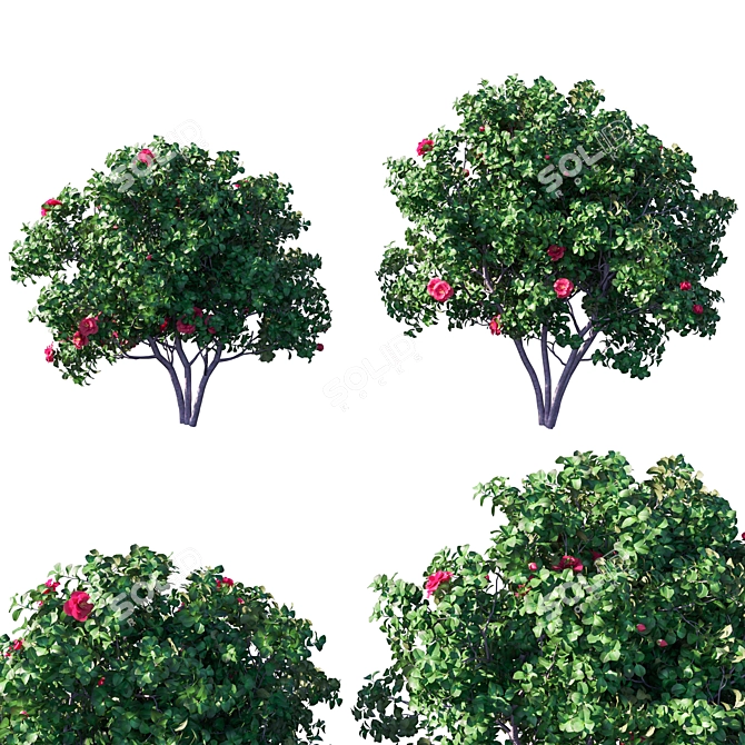 Camellia Japonica: Versatile 3D Model 3D model image 1