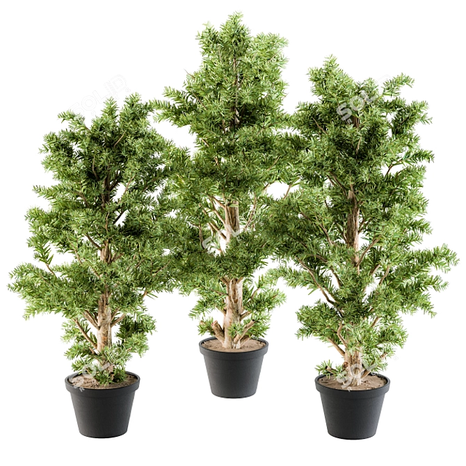 Monterey Pine Tree Set - Outdoor Plants 3D model image 1