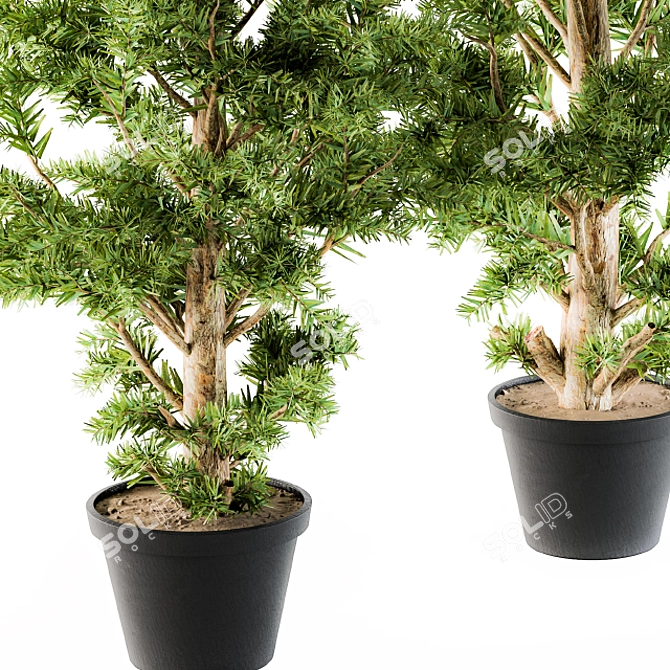 Monterey Pine Tree Set - Outdoor Plants 3D model image 4
