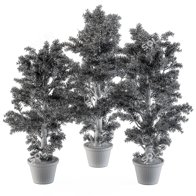 Monterey Pine Tree Set - Outdoor Plants 3D model image 5