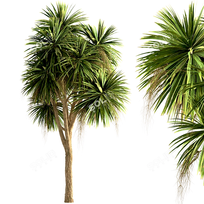 Lush New Zealand Cabbage Tree Trio 3D model image 4