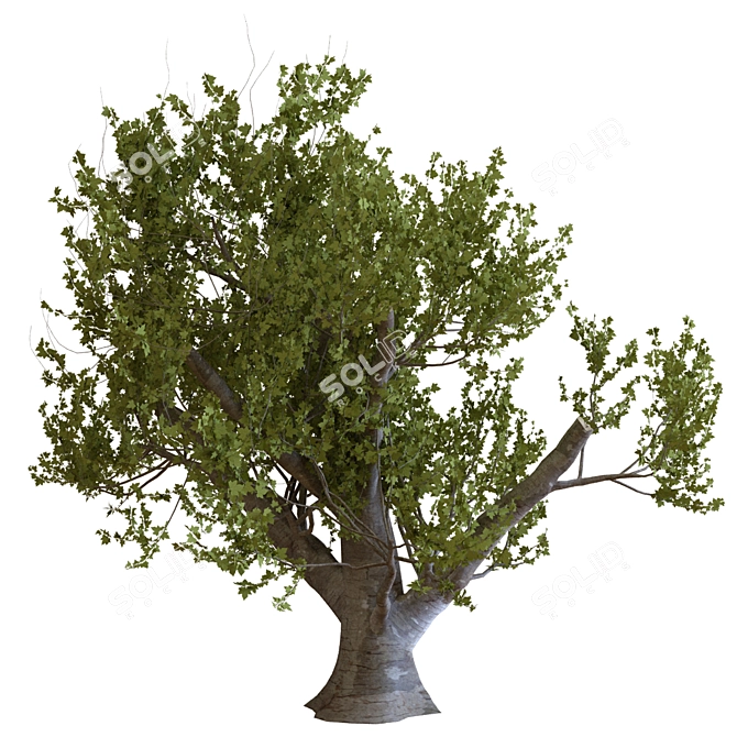 23-Piece Tree Set 3D model image 2