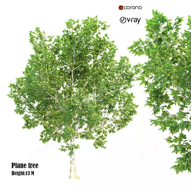 Polygonal Plane Tree 3D model image 1