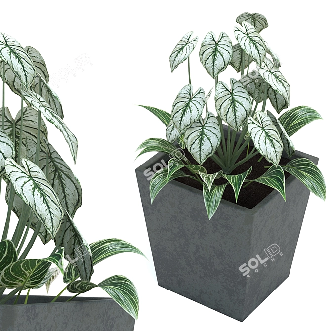 Leafy Oasis: Begonia and Philodendron 3D model image 1