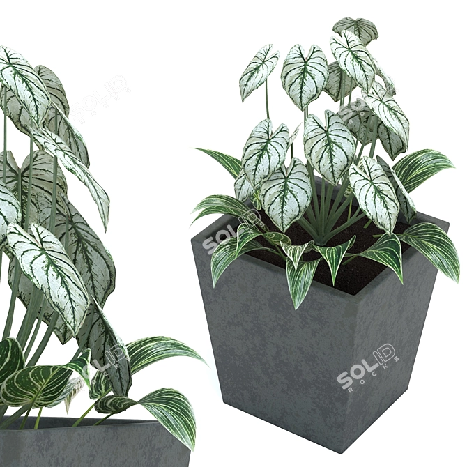 Leafy Oasis: Begonia and Philodendron 3D model image 2