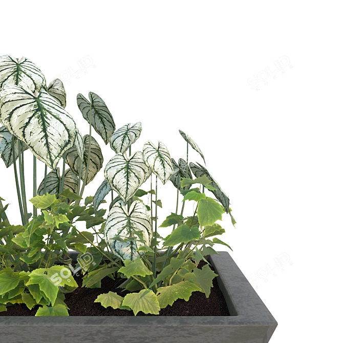 Lush Greenery Combo: Begonia & Philodendron 3D model image 2