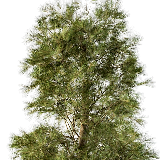  White Pine Tree Set - 24 Pack 3D model image 2