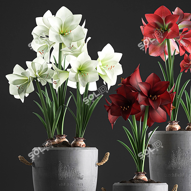 Tropical Plant Collection: Exotic Blooms for Indoors and Outdoors 3D model image 3