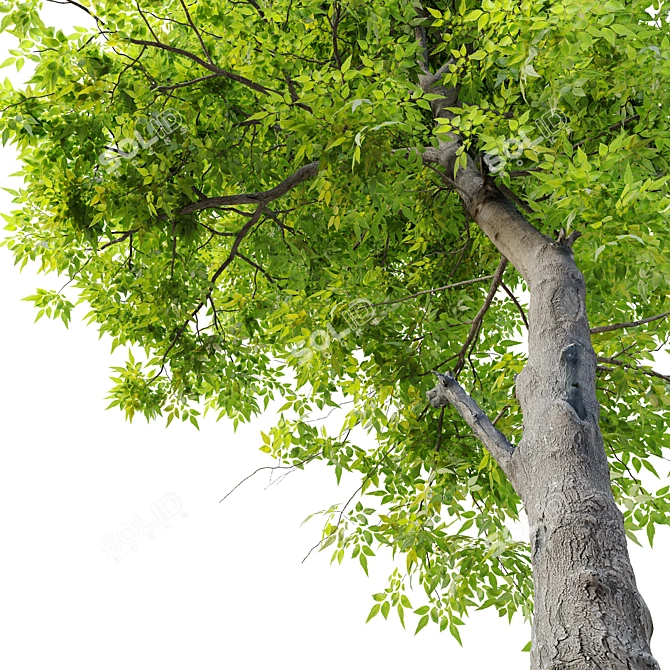 Flowering Ash Tree - Fraxinus Ornus 3D model image 3