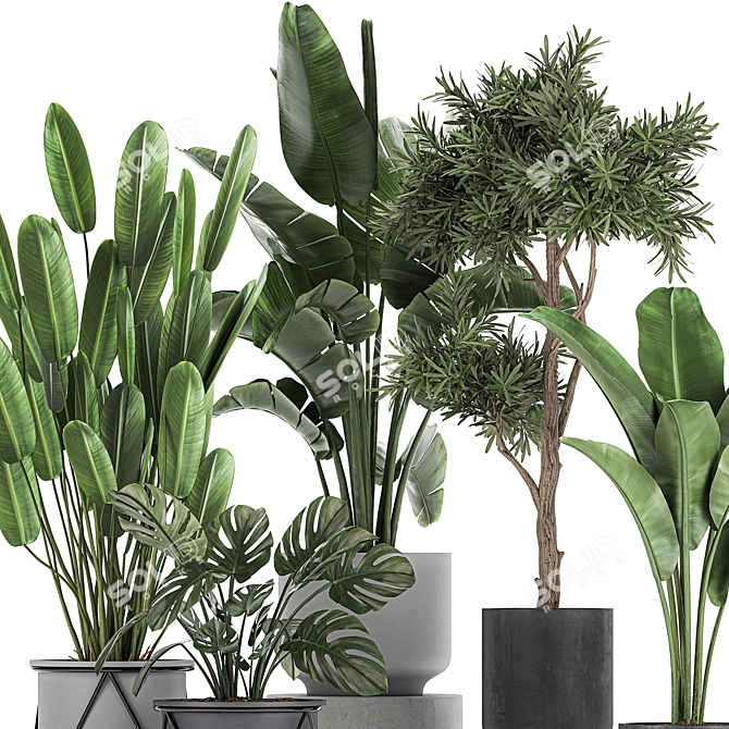 Exotic Plant Collection: Strelitzia, Banana Palm, Monstera 3D model image 2