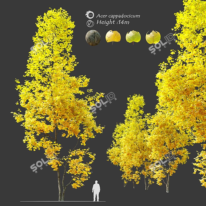 Autumn Acer Cappadocicum: Majestic Coliseum Maple 3D model image 1