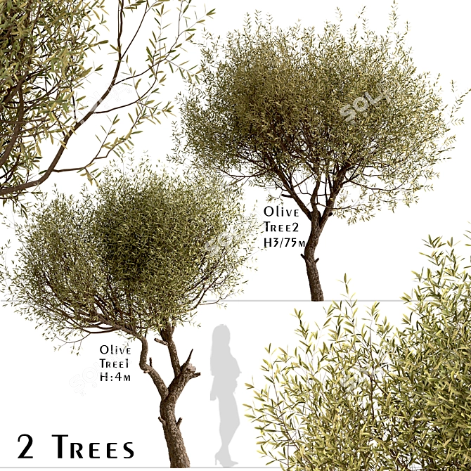 Majestic Olive Tree Set (2 Trees) 3D model image 1