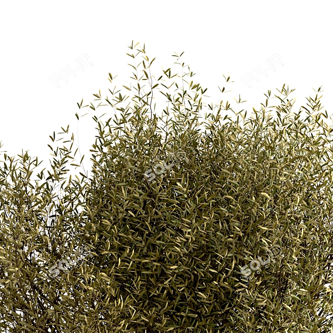 Majestic Olive Tree Set (2 Trees) 3D model image 6