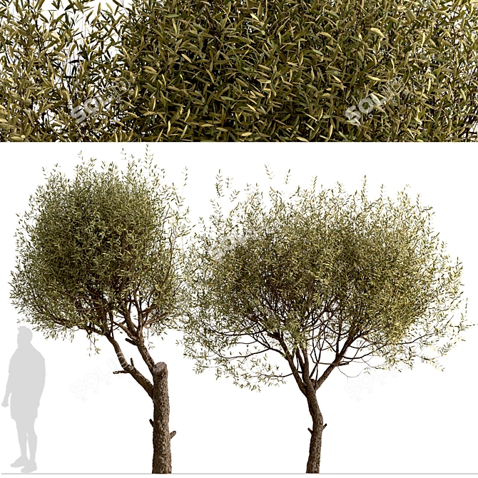 Majestic Olive Tree Set (2 Trees) 3D model image 7