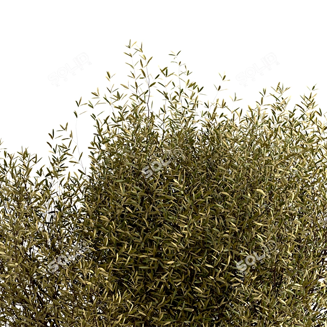 Majestic Olive Tree Set (2 Trees) 3D model image 9