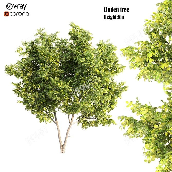Russian Linden Tree - Height: 8m 3D model image 1