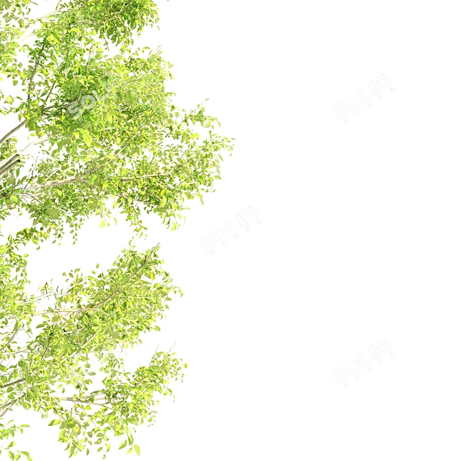 Alnus Tree: Majestic and Resilient 3D model image 2