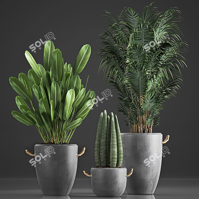 Tropical Plant Collection in Concrete Pots 3D model image 1