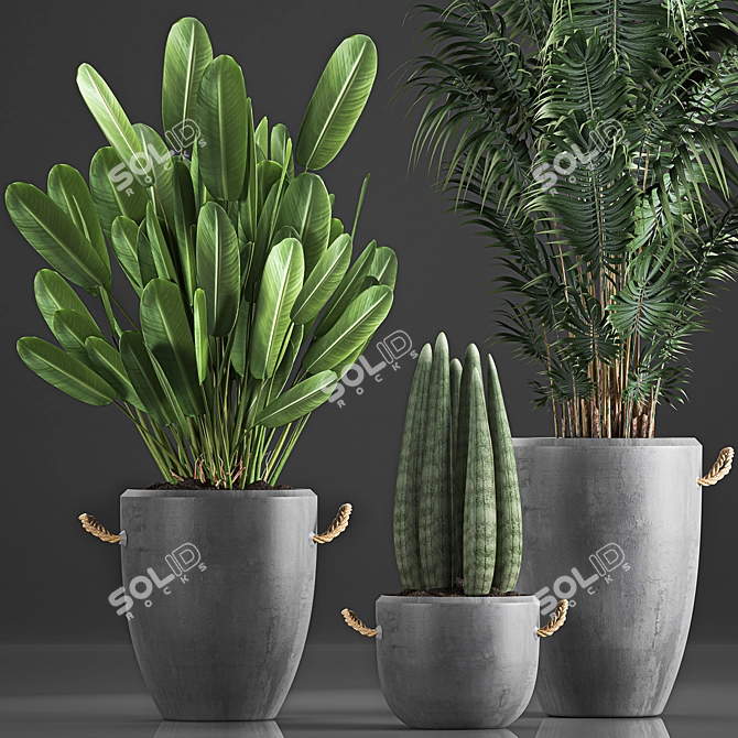 Tropical Plant Collection in Concrete Pots 3D model image 2