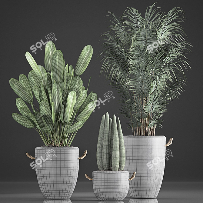 Tropical Plant Collection in Concrete Pots 3D model image 4