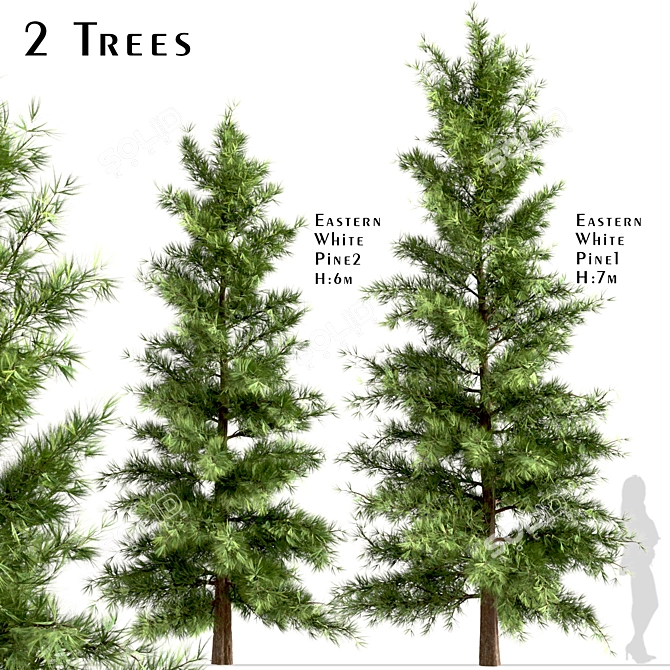 Lifelike Eastern Pine Tree Set 3D model image 2