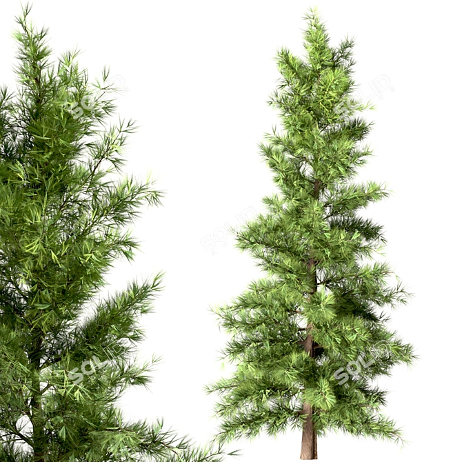 Lifelike Eastern Pine Tree Set 3D model image 3