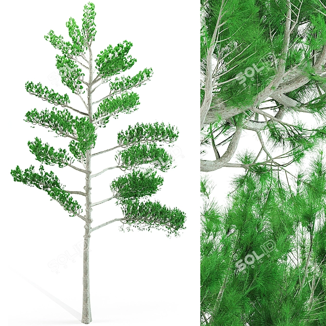 Evergreen Pine Tree: Natural Beauty 3D model image 2