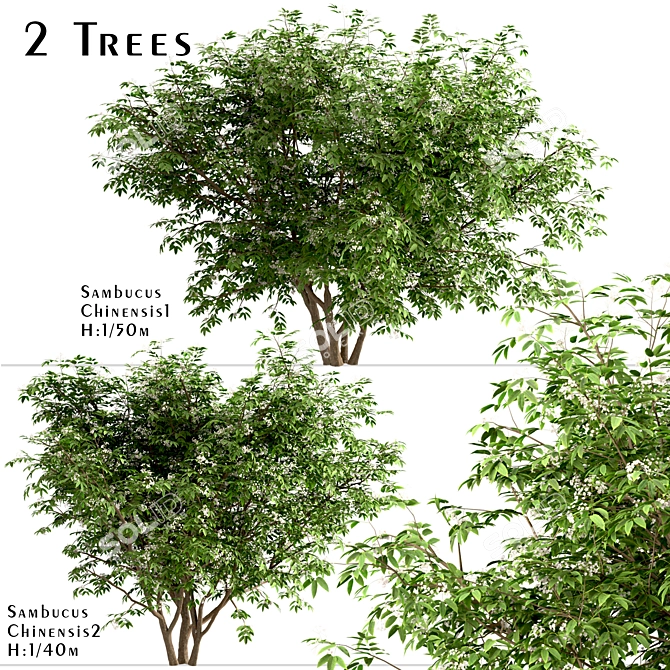  Exquisite Pair of Chinese Elderberry Trees 3D model image 1