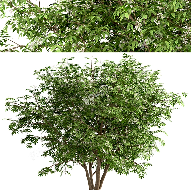  Exquisite Pair of Chinese Elderberry Trees 3D model image 2