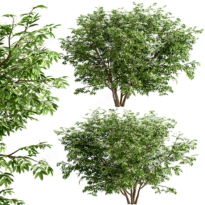  Exquisite Pair of Chinese Elderberry Trees 3D model image 3